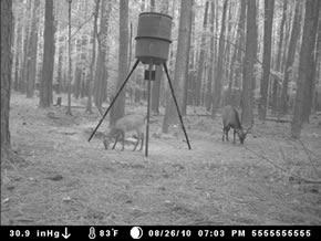 trail camera pics