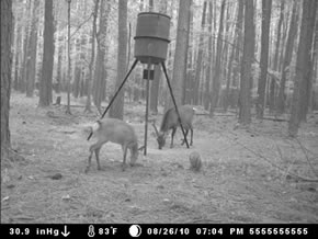 trail camera pics