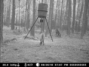 trail camera pics