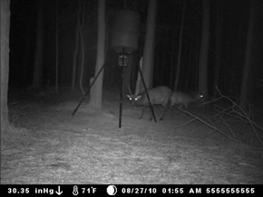 trail camera pics