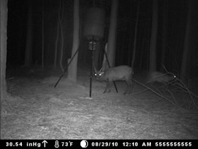 trail camera pics