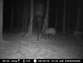 trail camera pics