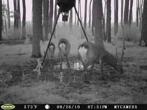 trail camera pics