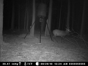 trail camera pics