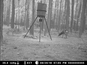 trail camera pics