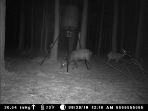 trail camera pics