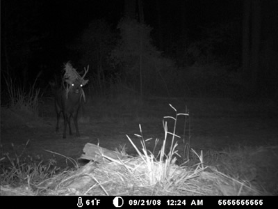 trail camera pics