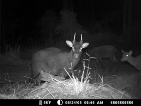 trail camera pics