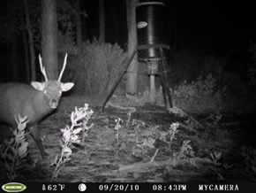 trail camera pics