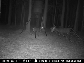 trail camera pics
