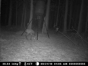 trail camera pics
