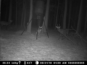 trail camera pics
