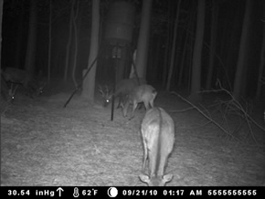 trail camera pics