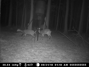 trail camera pics
