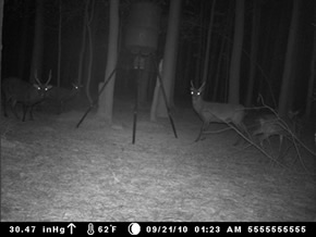 trail camera pics