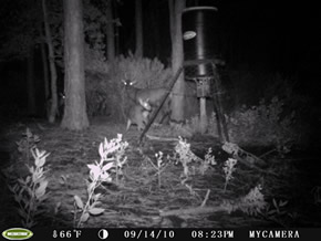 trail camera pics