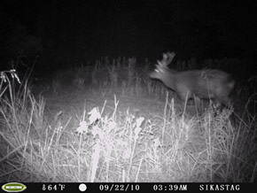 trail camera pics