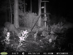 trail camera pics