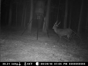 trail camera pics