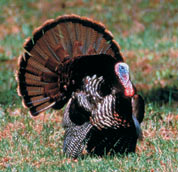 wild turkey
