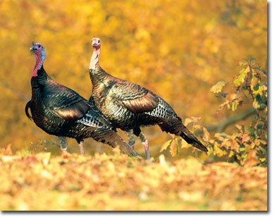 wild turkey hunting